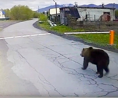 Der Bär ist los am Flughafen