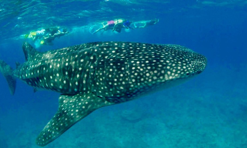 Walhaie sind regelmäßig im Süd-Ari-Atoll anzutreffen c 