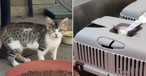 Katze Rodri und die kaputte Box: Aegean sucht die Katze seit Tagen.