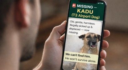 In Dehli wird ein Straßenhund vermisst: Das ist einer von zahlreichen Tweets. 