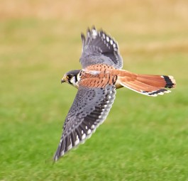 Turmfalke: Ein verletzes Exemplar fühhte in Hamburg zu einem Durchstart.