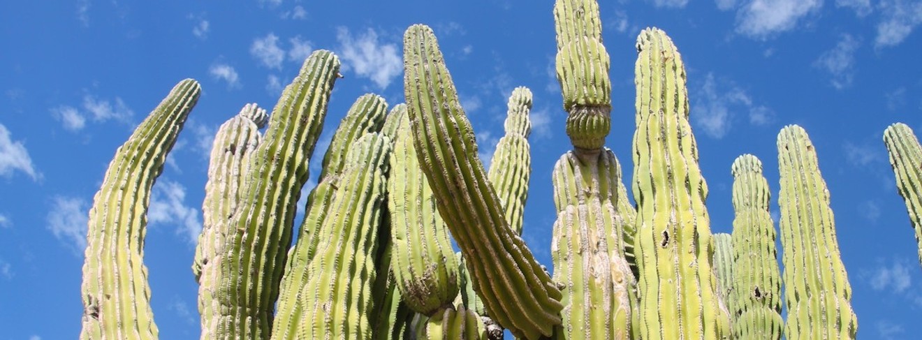 Große Kakteen sind typisch für Baja California