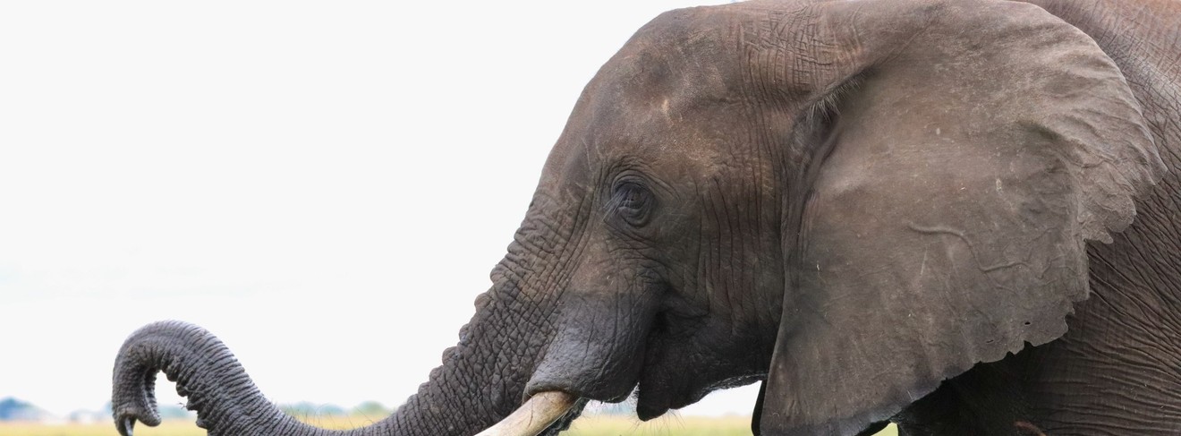 Elefanten gibt es zigtausende in Namibia auch im Caprivic
