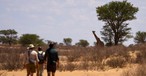 Beim Transkalahari Walk begeegnet man Giraffen zu Fuss