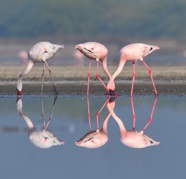 Flamingos in Indien: Experten warnen vor einem Problem mit Vogelschlag an Mumbais neuem Airport.